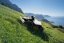 Mammotion LUBA mini 2 AWD 1000